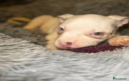 American Bully dogs for sale: perfect puppys - Image 27