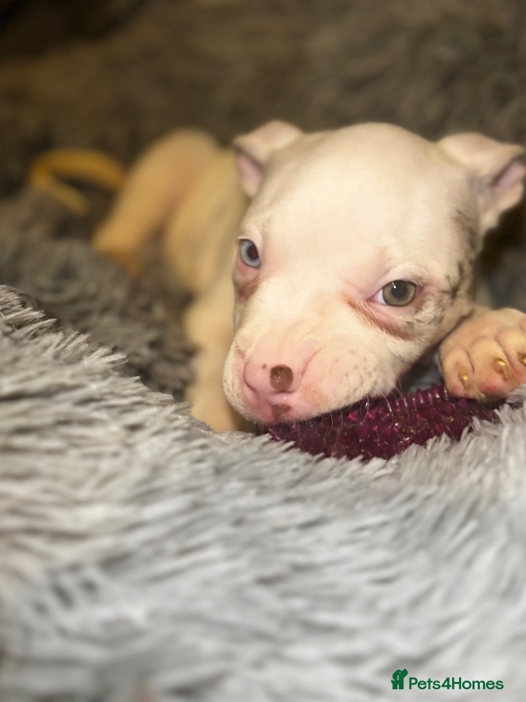 American Bully dogs for sale: perfect puppys - Image 27