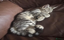 Asian cats for sale: Beautiful gray with black lines kitten - Image 2
