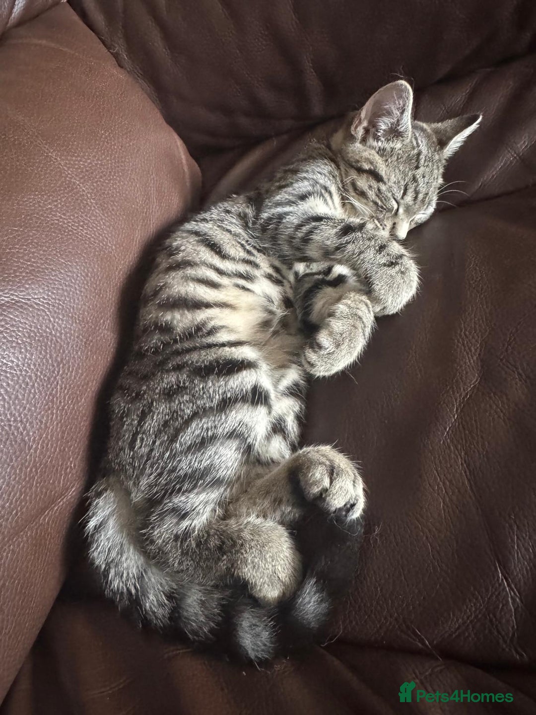 Asian cats for sale: Beautiful gray with black lines kitten - Image 2