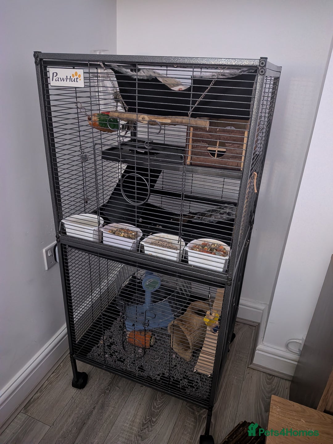 Rat rodents for sale: Rats for free  - Image 4
