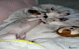 Jack Russell dogs for sale: Stunning Miniature Jack Russell Puppies!!! - Image 26