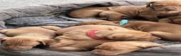 Hungarian Vizsla dogs for sale: Knowledgeable Choice for a Loyal Vizsla Companions in Cardiff - Advert 7