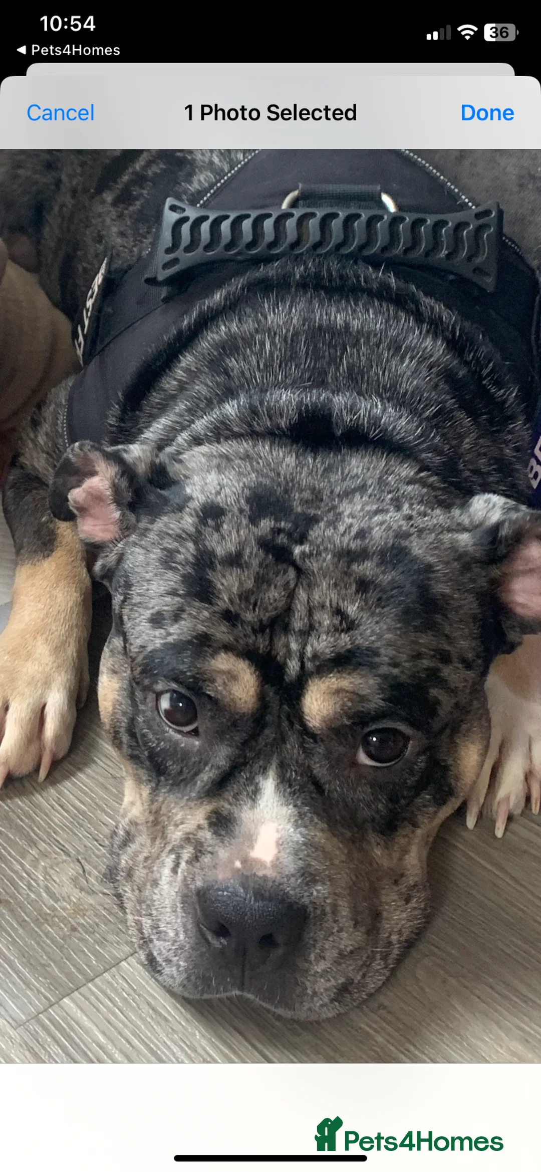 American Bully dogs for sale: Girl pocket bully - Advert 2