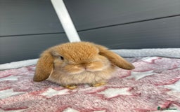 Mini Lop rabbits for sale: Friendly pure bred mini lops  - Image 12