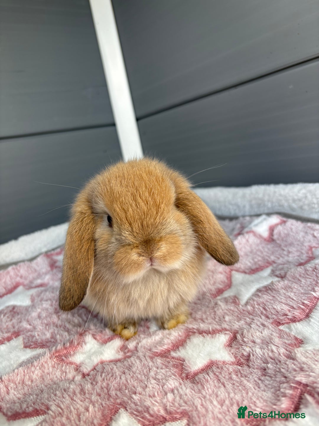 Mini Lop rabbits for sale: Friendly pure bred mini lops  - Image 12
