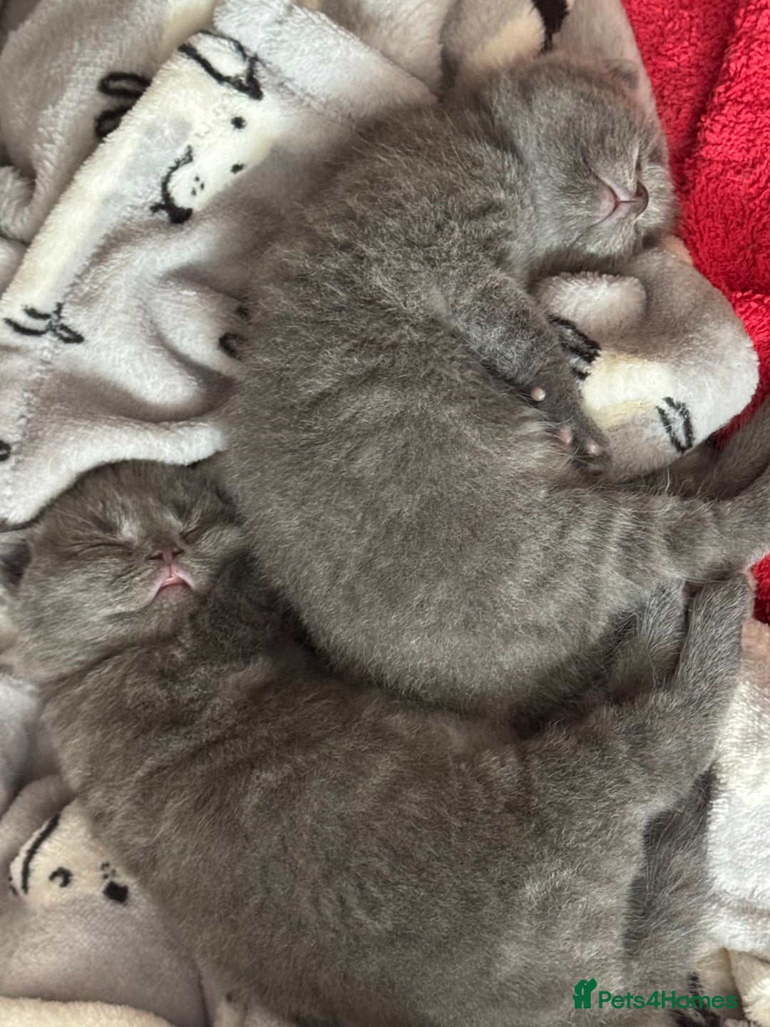 British Shorthair cats for sale: British Shorthair babies  - Image 18