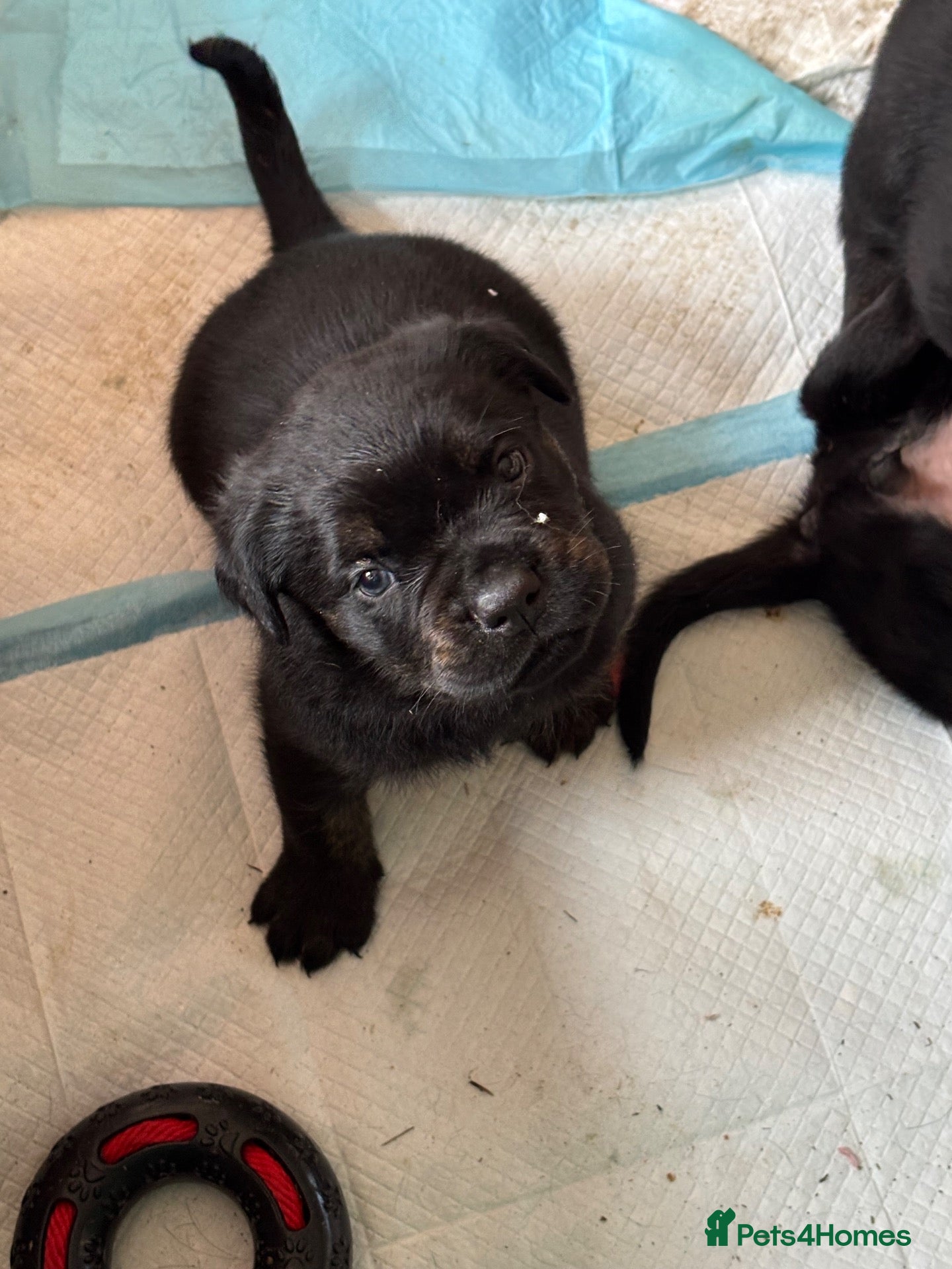 Mixed Breed dogs for sale: Stunning rotticorsos ready now - Advert 1