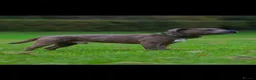 Staffordshire Bull Terrier dogs for sale: Exceptional litter of Staffie puppies - Advert 5