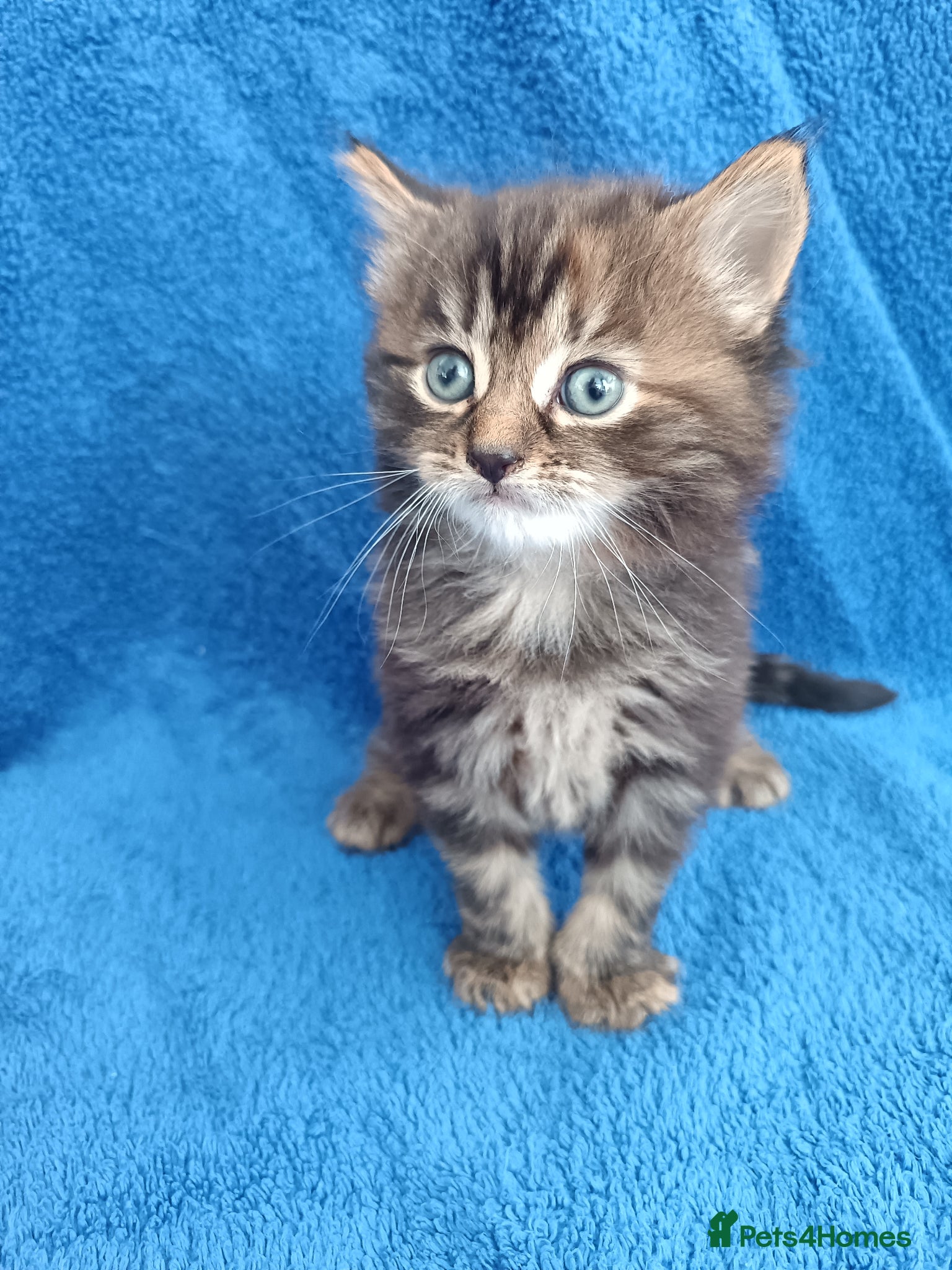 British Longhair cats Last kitten - Advert 2