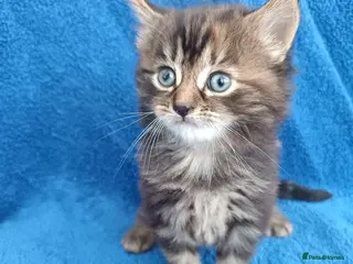 British Longhair cats Last kitten - Advert 2