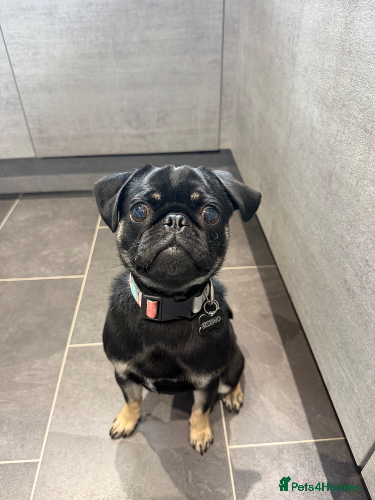 Pug dogs 11 Month Old Male Pug Puppy  - Advert 2
