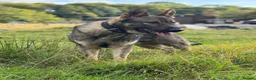 German Shepherd dogs for sale: Elite DDR German Shepherd - World-Class Pedigree  - Advert 35