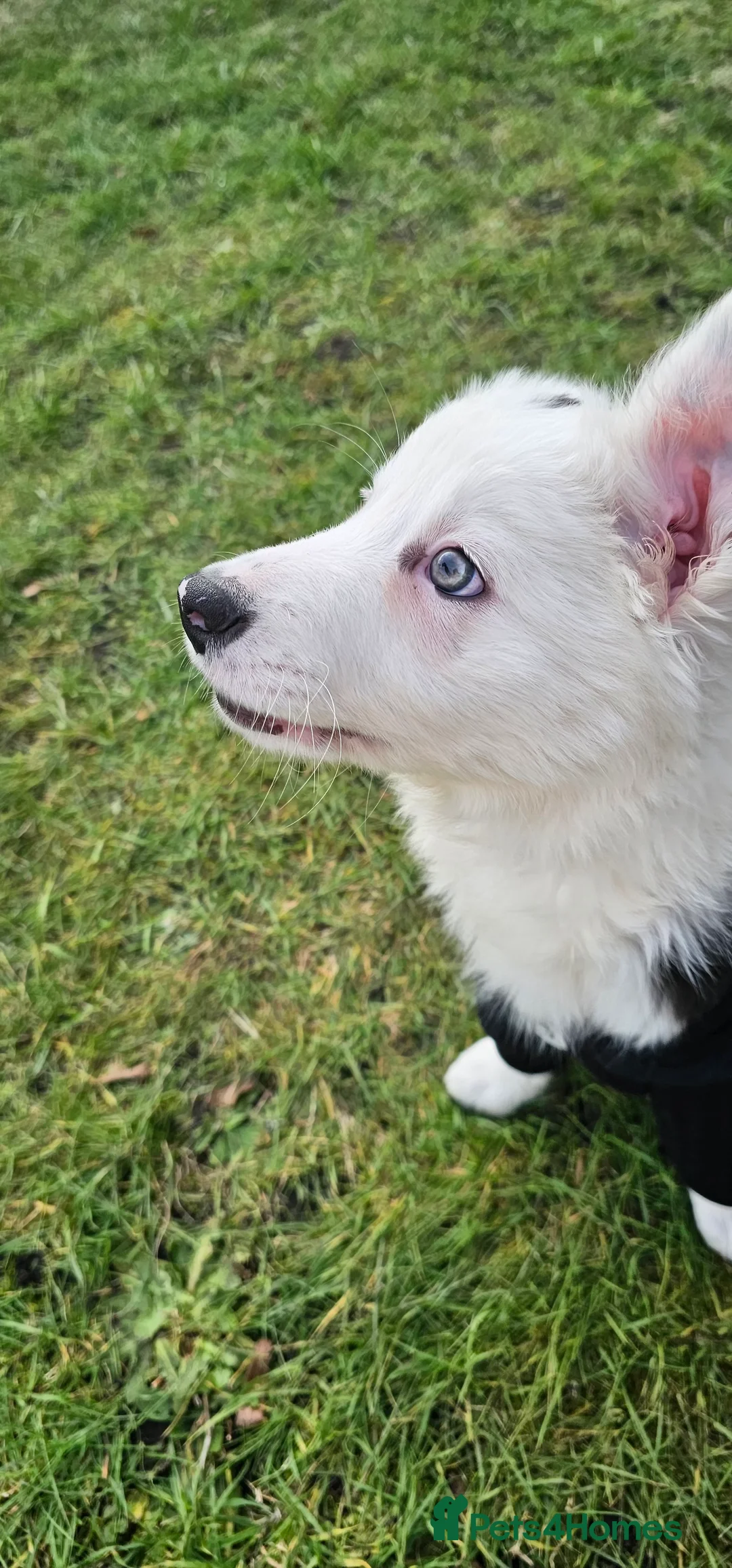 Border Collie dogs for sale: Yuna is looking for a family  in Coventry - Advert 2