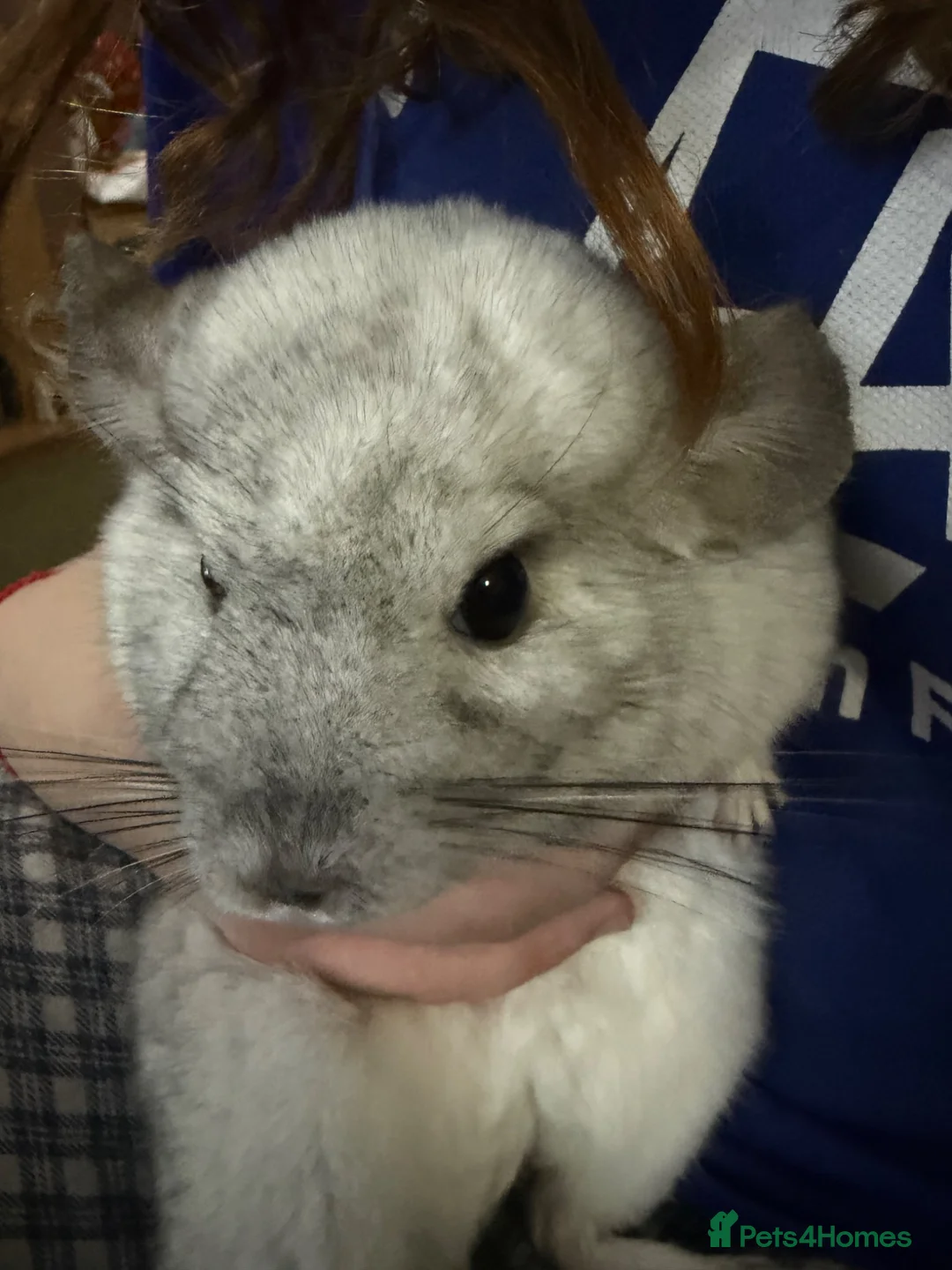 Chinchilla rodents for sale: Mosaic/Wilson’s White Chinchilla - Advert 10