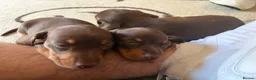 Dachshund dogs for sale: Smooth Dachshund Pups - Dapple & Brown/Tan - Devon - Advert 3