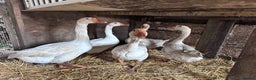 Geese poultry for sale: Nice tempered Geese x5  - Advert 2
