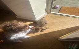 Bengal cats for sale: 2 sibling bengal kittens for sale - Image 3