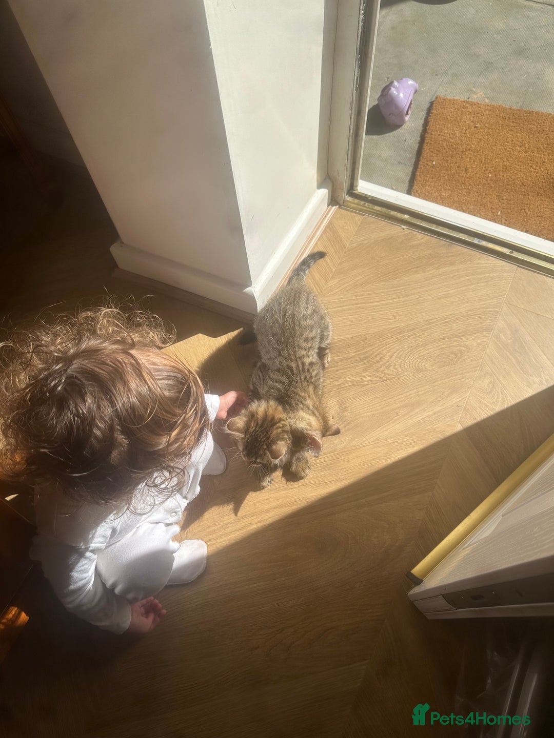 Bengal cats for sale: 2 sibling bengal kittens for sale - Image 3