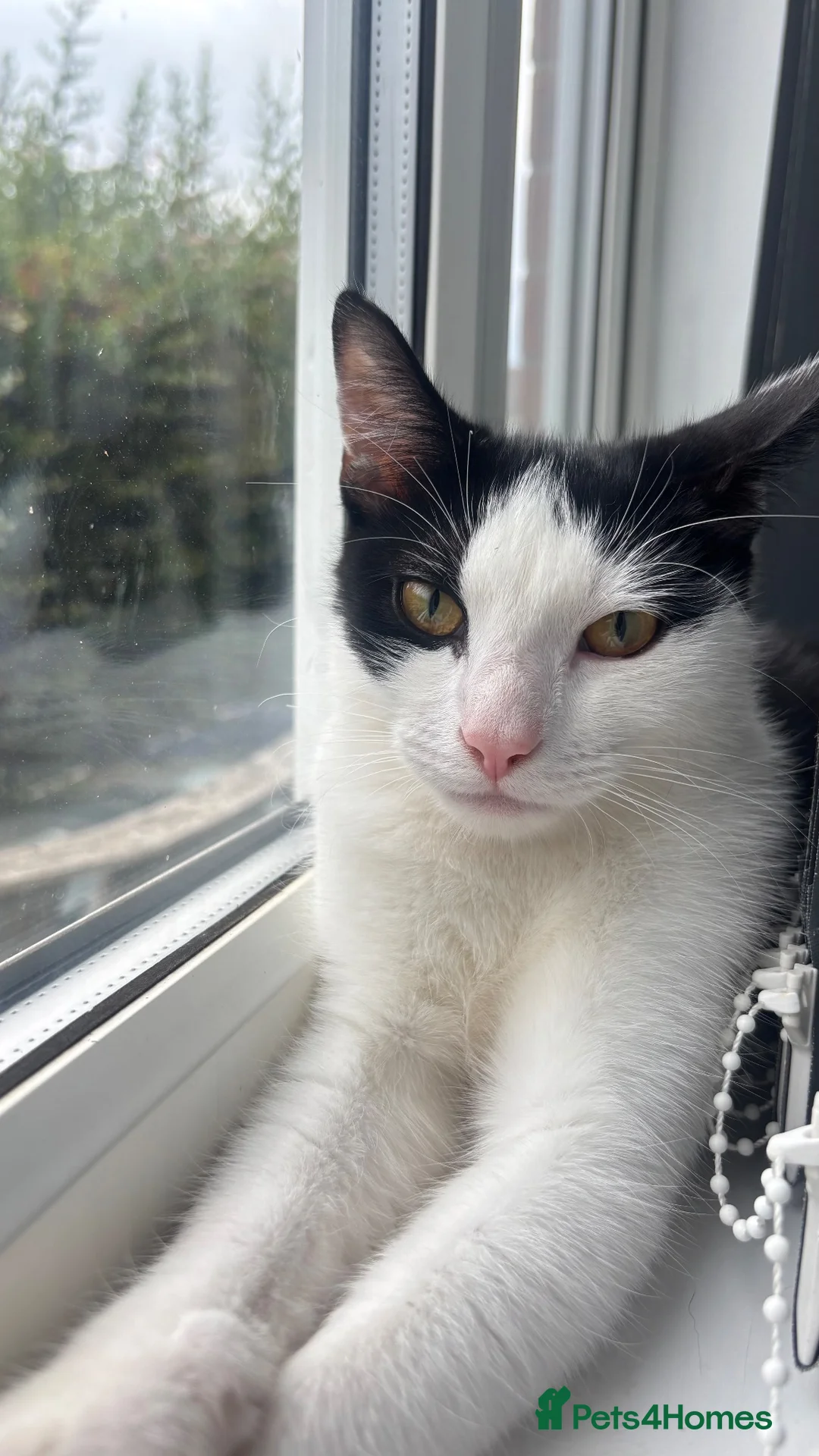 Domestic Shorthair cats for sale: two cats in need of rehoming asap - Advert 3