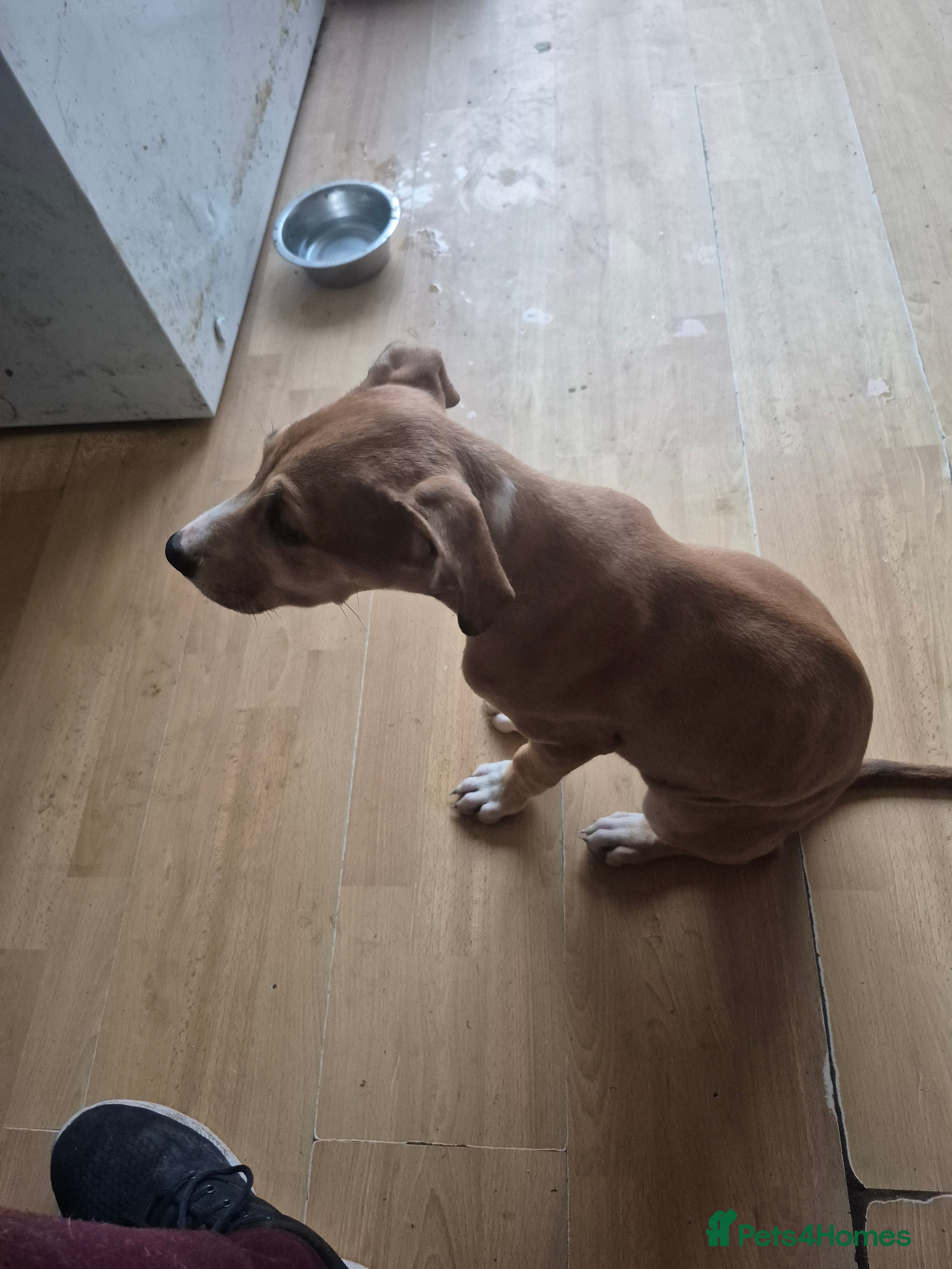 Mixed Breed dogs Olde Tyme English Bulldog puppy x Saluki/Greyhound - Advert 2