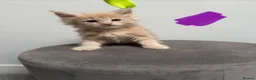Maine Coon cats for sale: Ready now 😻 - Advert 18