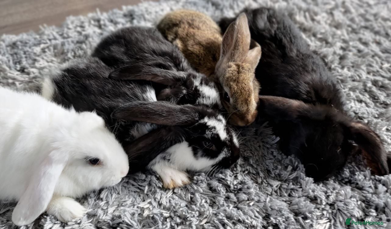 Mixed Breed rabbits Pure French Lops & Mini Lops Mix Ready-MUST READ! - Advert 1