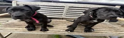 Cane Corso dogs for sale: COLLECT TDAYPure Breed CaneCorso Pups - Advert 4