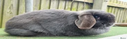 Mini Lop rabbits for sale: stunning  blue mini lop doe - Advert 2