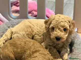 Cavapoo dogs 4 Beautiful f1bb Cavapoo Puppies! - Advert 15