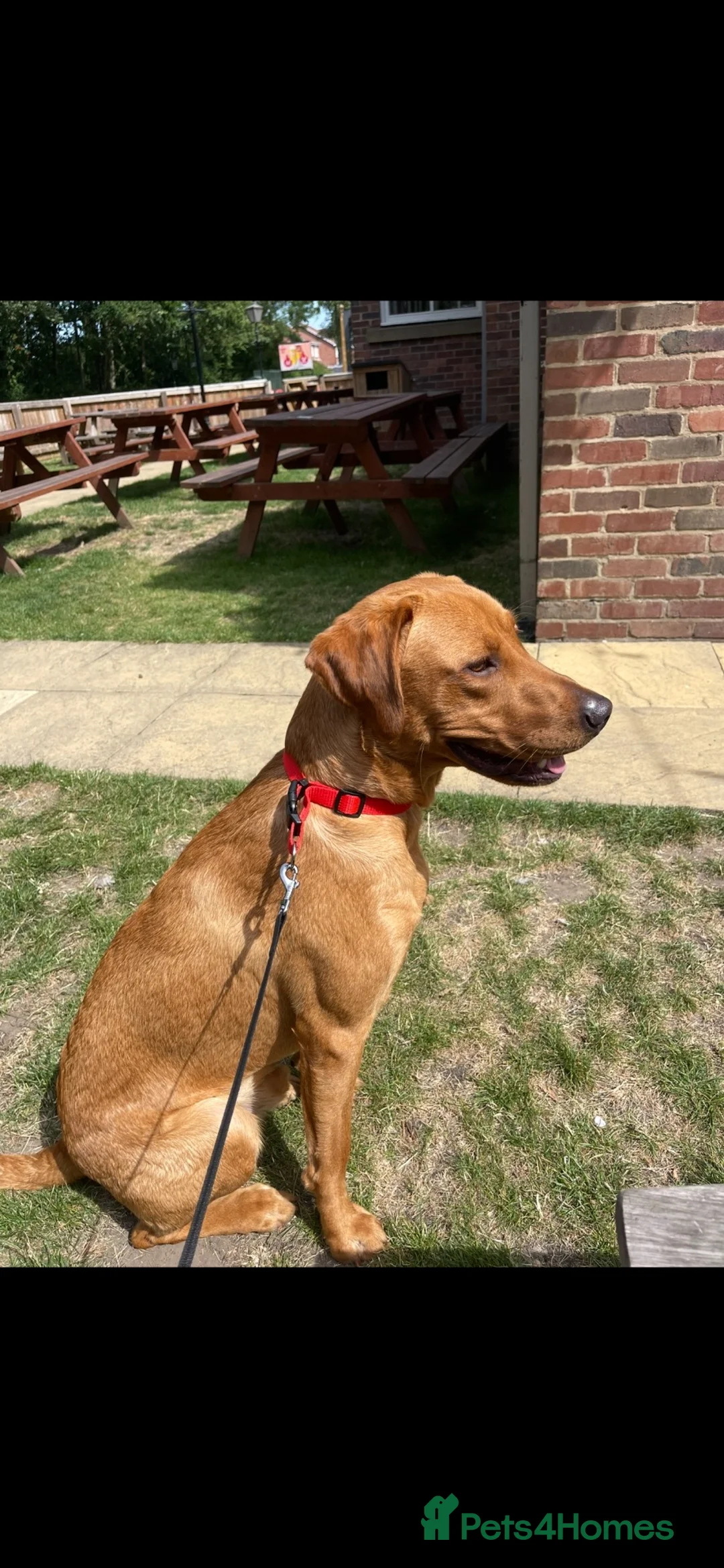 Labrador Retriever dogs for stud: 🦊 Milo-KC Registered Fox Red working Lab, STUD - Advert 4