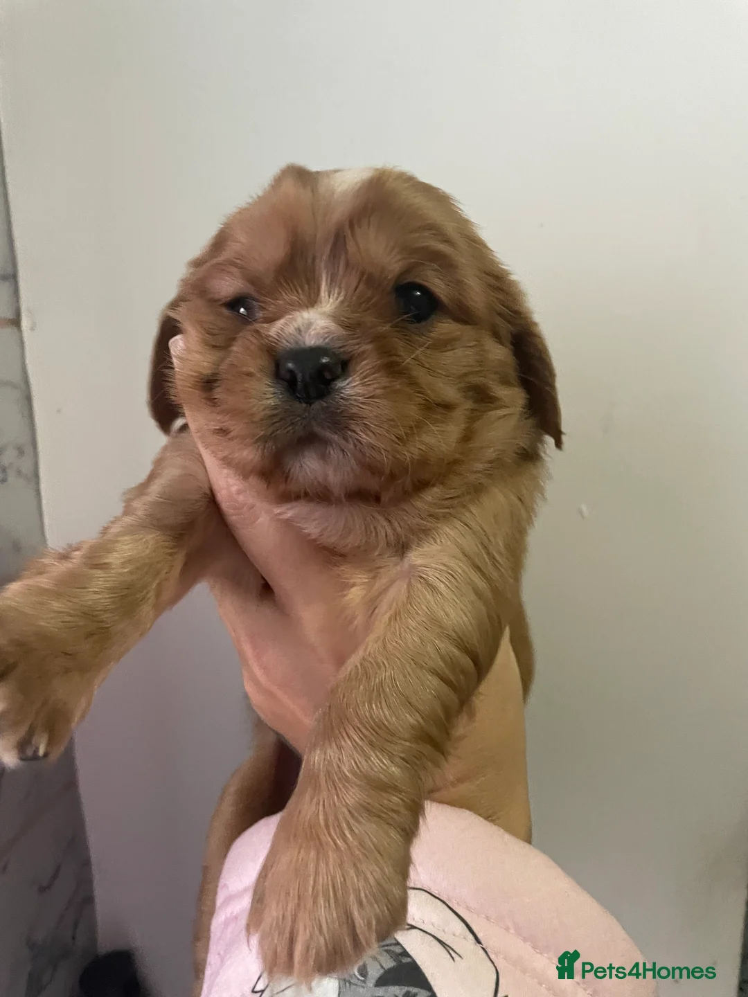 Cavalier King Charles Spaniel dogs for sale: Beautiful Cavalier puppies - Advert 19