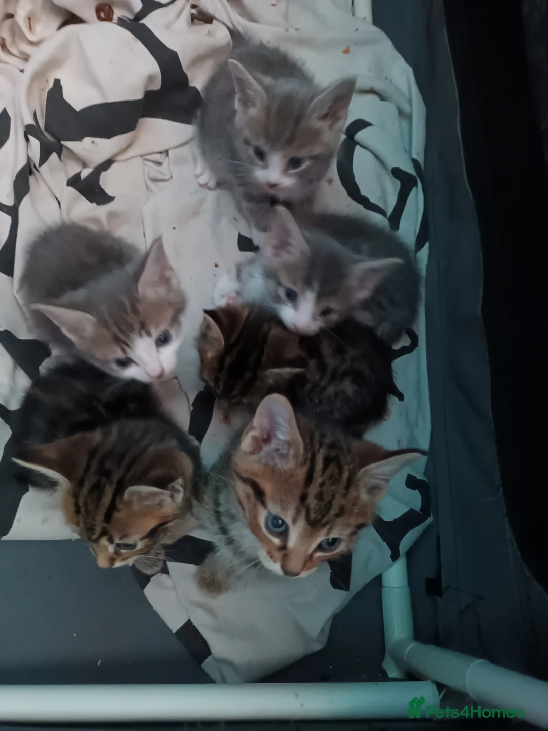 Bengal cats for sale: Russian Blue/Bengal cross kittens - Advert 2