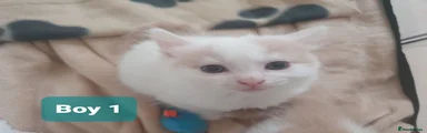 Boy 1