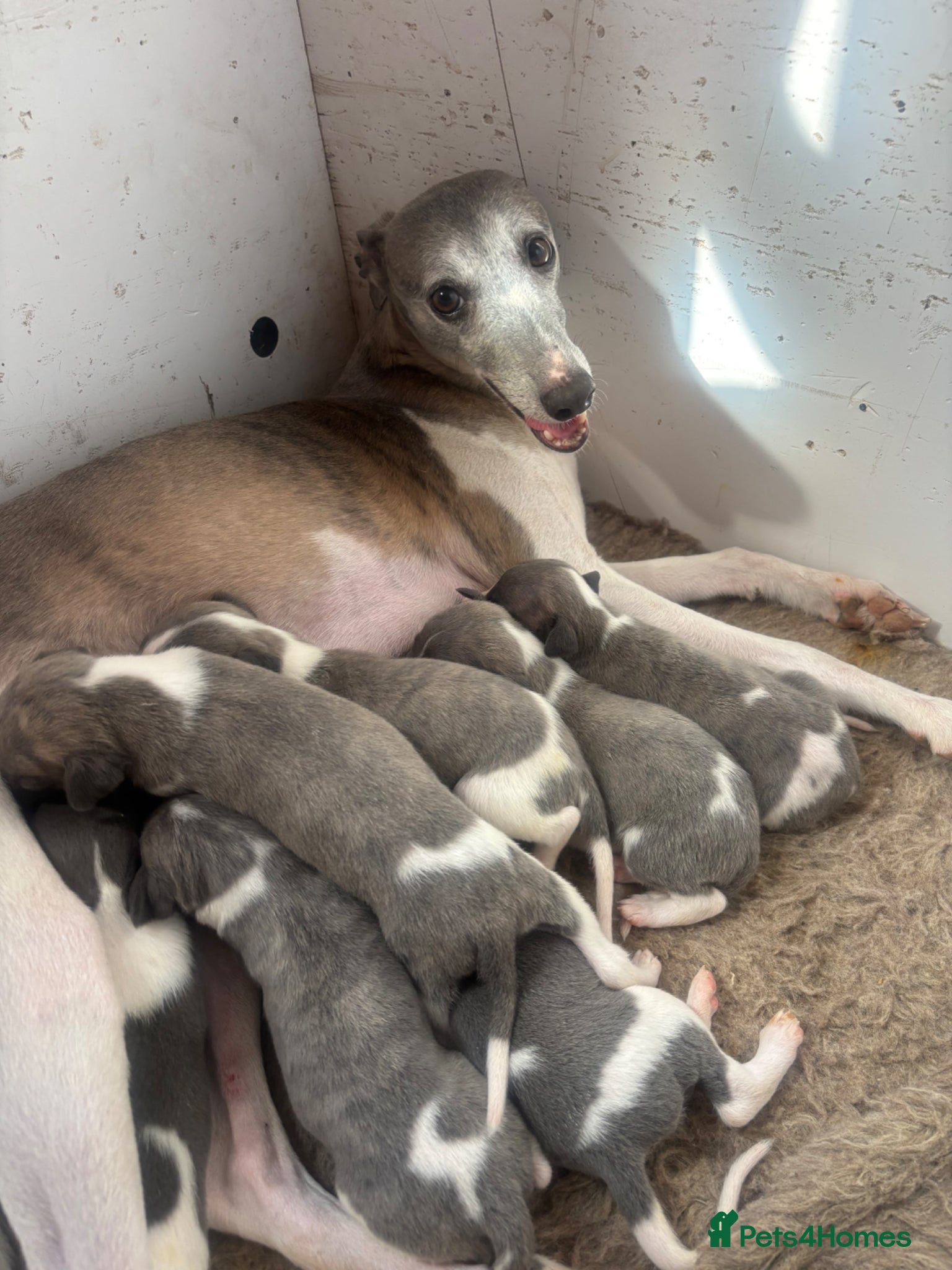 Whippet dogs for sale: Stunning kc reg whippets. Very well bred  - Advert 4