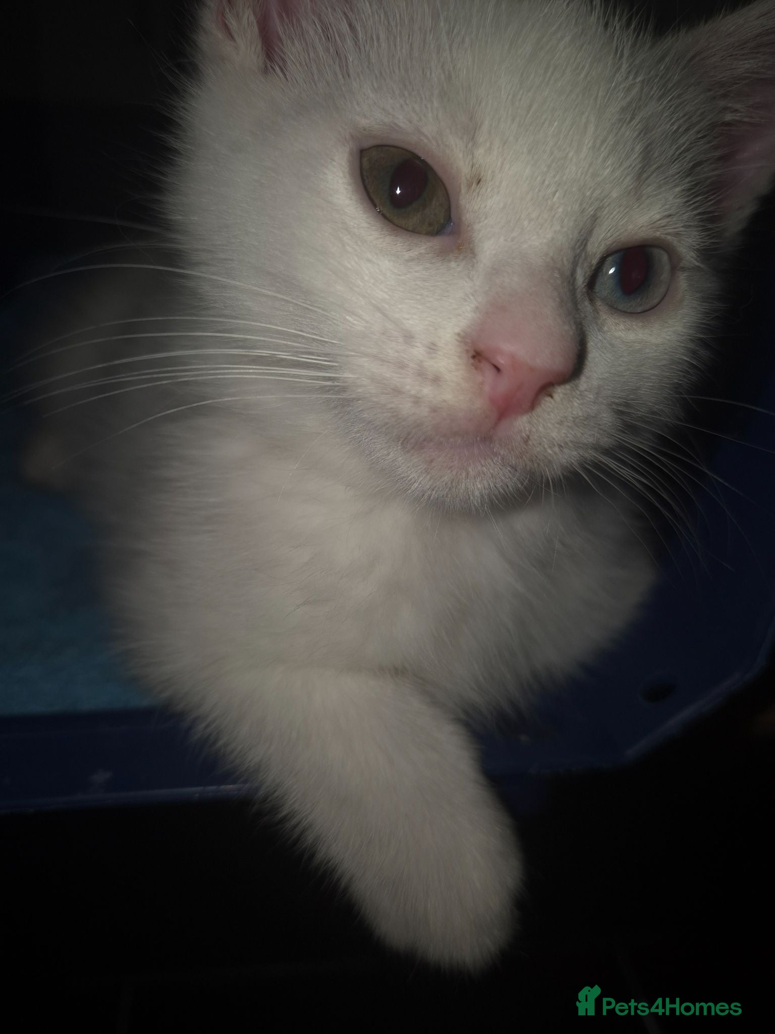 Domestic Shorthair cats Beautiful odd eyed pure white kitten - Advert 1