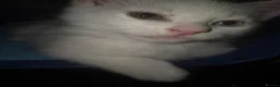 Domestic Shorthair cats for sale: Beautiful odd eyed pure white kitten - Advert 1
