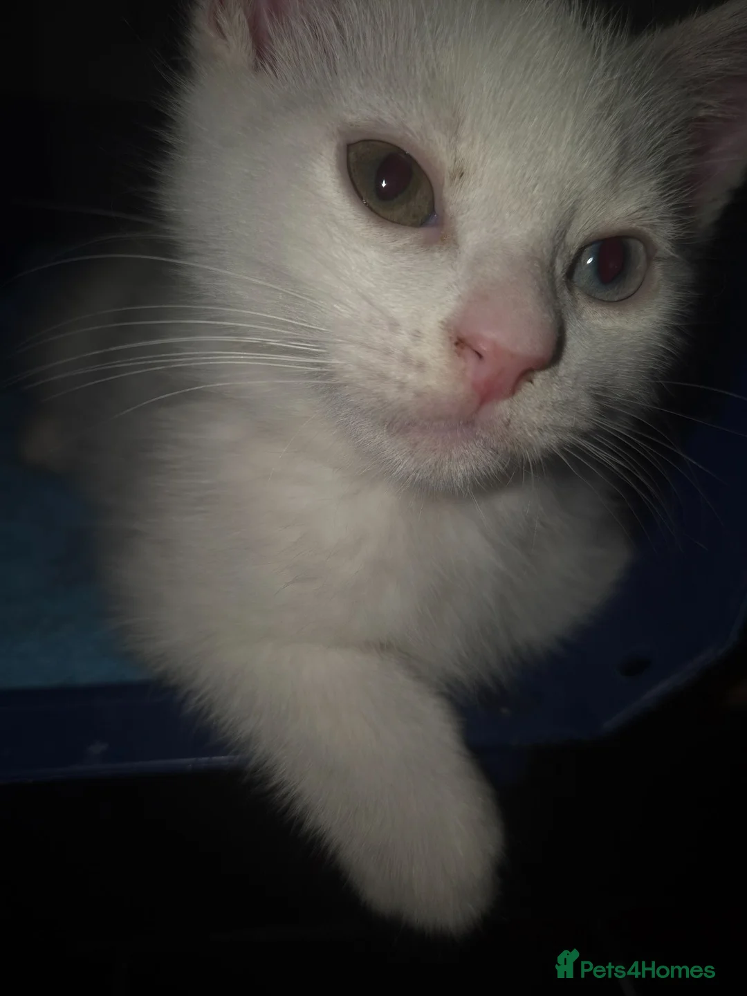 Domestic Shorthair cats for sale: Beautiful odd eyed pure white kitten - Advert 1