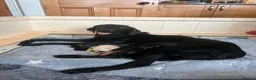 Labrador Retriever dogs for sale: Beautiful KC Registered labrador puppies for sale - Advert 3
