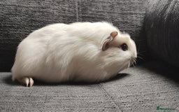 Guinea Pig rodents for sale: Pair of male guinea pigs so beautiful  - Image 7
