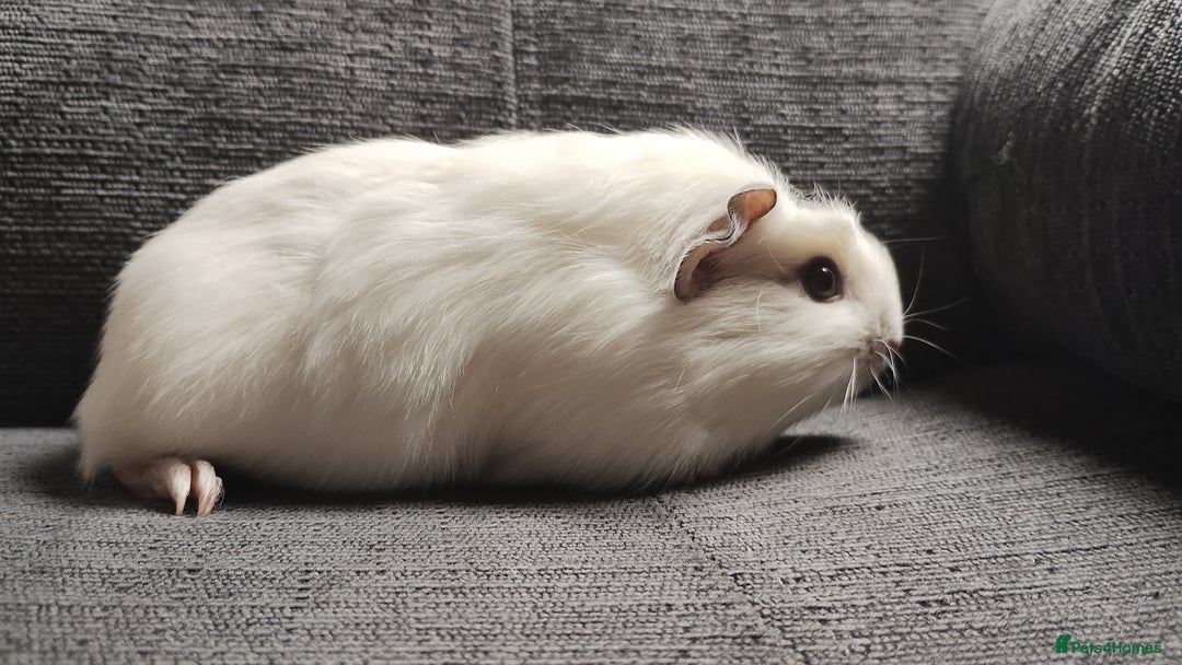 Guinea Pig rodents for sale: Pair of male guinea pigs so beautiful  - Image 7