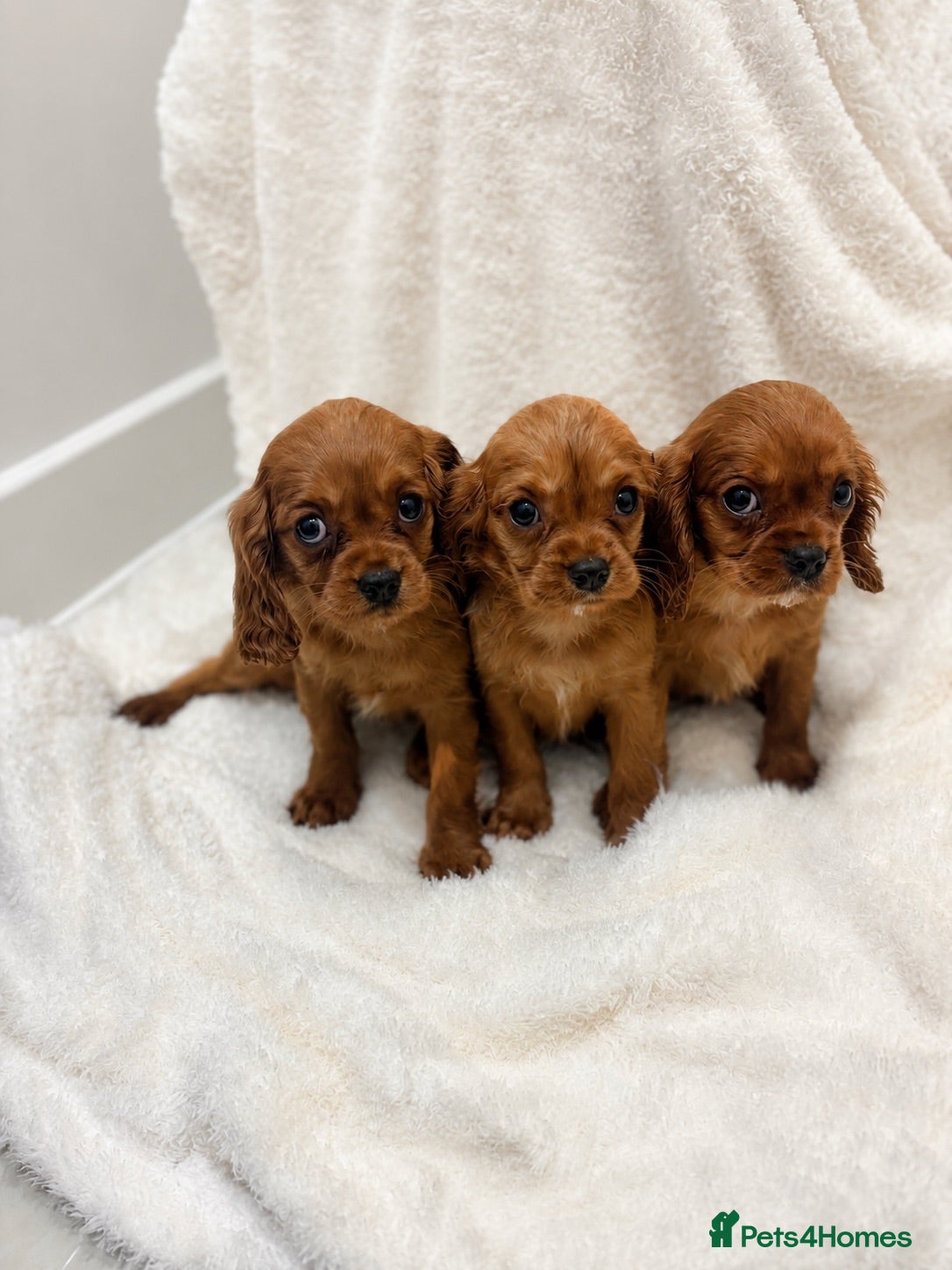 Cavalier King Charles Spaniel dogs KC registered King Charles cavalier(boys remaining - Advert 10