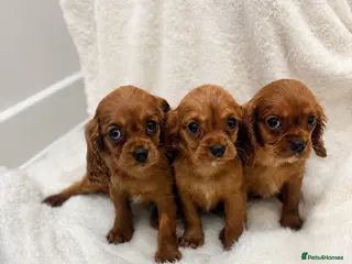 Cavalier King Charles Spaniel dogs KC registered King Charles cavalier(boys remaining - Advert 10