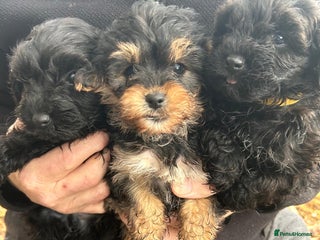 Yorkiepoo dogs Yorkiepoos - Advert 11