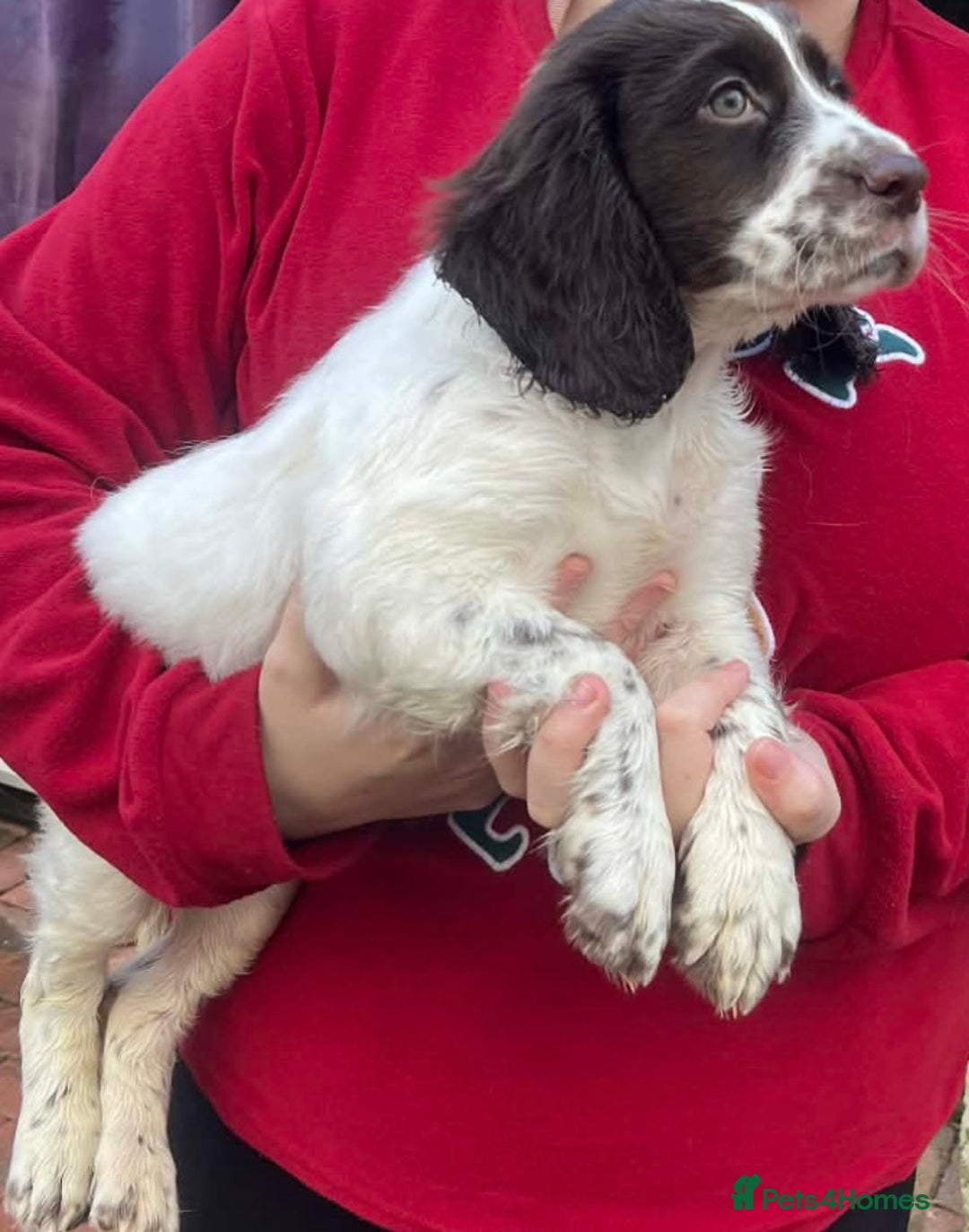 Cocker Spaniel dogs for sale: Male cocker spaniel puppy  - Advert 1