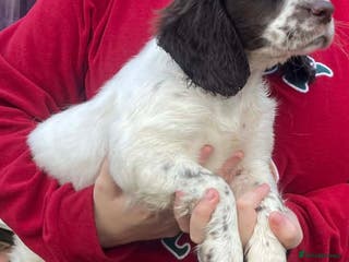 Cocker Spaniel dogs for sale: Male cocker spaniel puppy - Advert 1