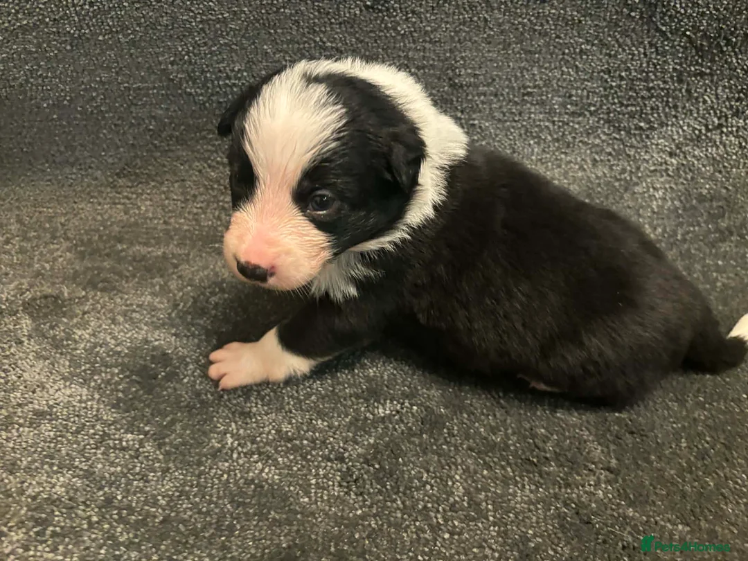 Border Collie dogs for sale: 8 Gorgeous Border Collie Puppies for Sale  - Advert 10