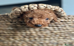Miniature Poodle dogs for sale: 🐾 Beautiful KC 🦊 Red Miniature Poodle Puppies 🐾 - Image 2
