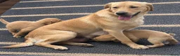 Labrador Retriever dogs for sale: Beautiful  Labrador Retriever puppies - Advert 1