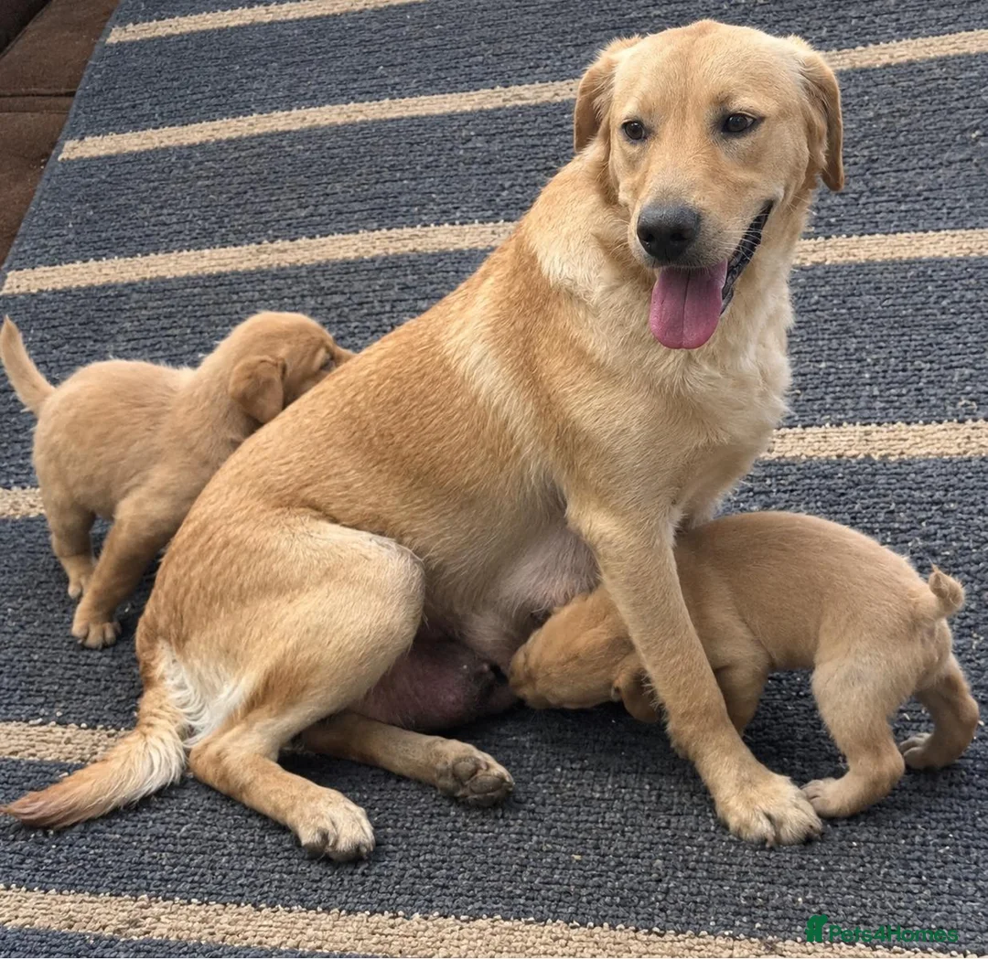 Labrador Retriever dogs for sale: Beautiful  Labrador Retriever puppies - Advert 1